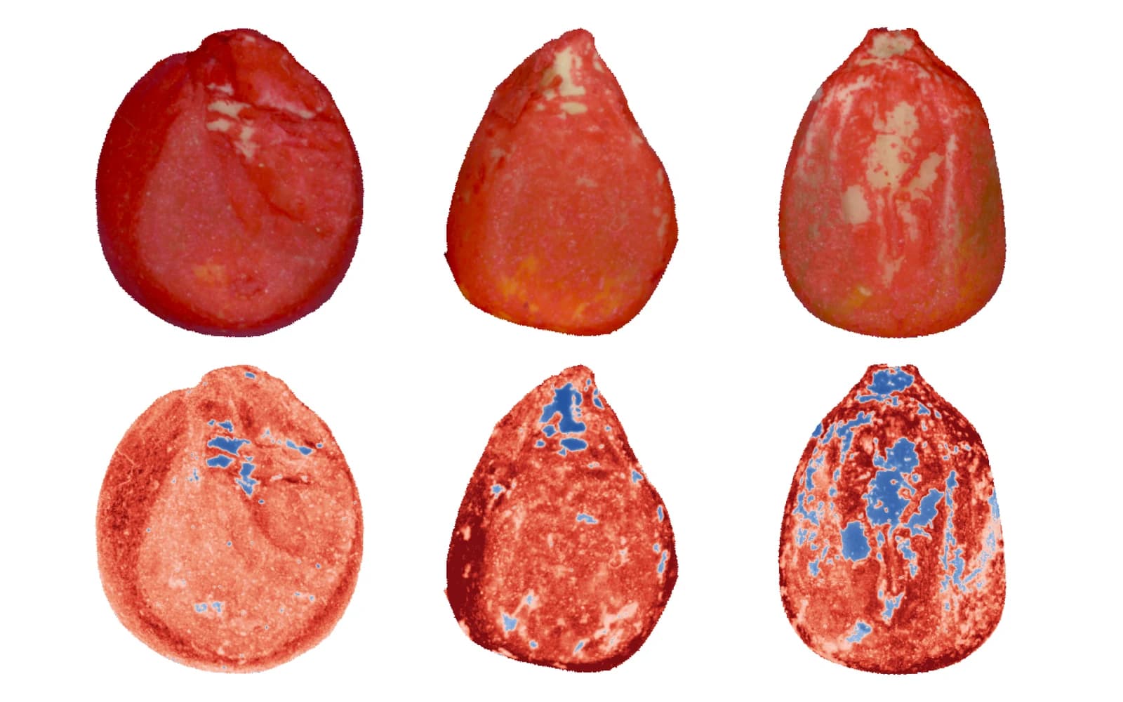 Sementes de milho de três tratamentos, em cor (acima) e no mapa nCDA do revestimento (abaixo): vermelho onde há produto, azul onde a superfície ficou descoberta.